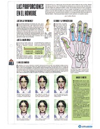 Las proporciones en el hombre