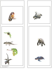 Clasificación de los reptiles