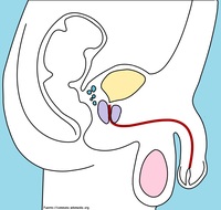 Aparato reproductor masculino