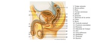Sistema reproductor masculino