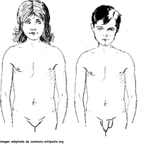 Cuerpo de niños púberes