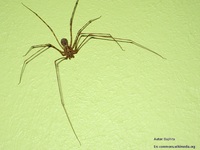 Araña tigre