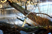 Paisaje de invierno