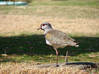 Queltehue