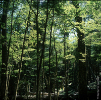 Bosque de Lenga