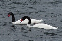 Cisnes cuello negro