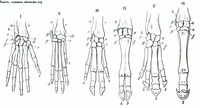 Estructuras homólogas de la mano