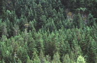 Bosque