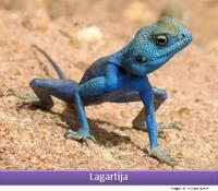 Lagartija