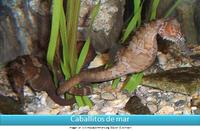 Caballitos de mar