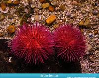 Erizos de mar