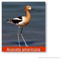 Avoceta americana