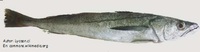 Merluza chilena