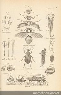 Dibujo de insectos