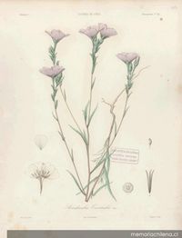Dibujo de planta Boisduvalia tocornalii