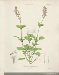 Dibujo de planta Bouchea copiapensis