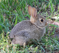 Conejo