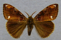Mariposa 1