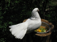 Paloma
