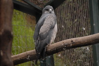 Aguilucho (1)