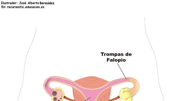 Aparato reproductor femenino frontal