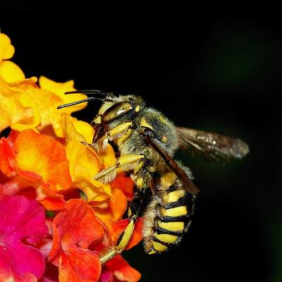 Abeja 2
