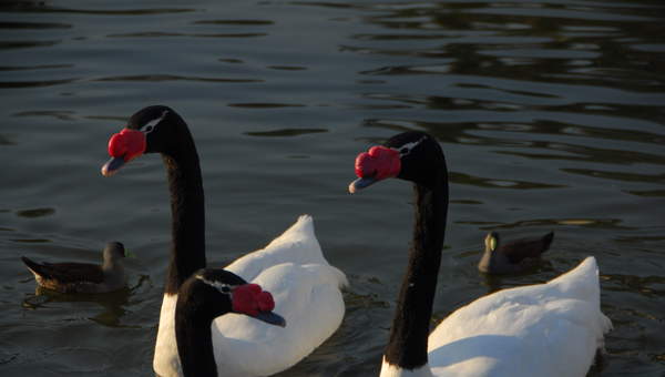 Cisnes de cuello negro