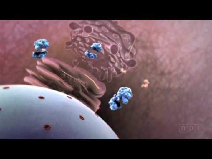 ¡Ataque de gripe! Cómo un virus invade tu cuerpo
