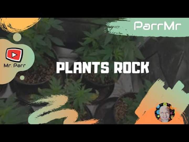 Plantas Rock Song Plantas Rock Song