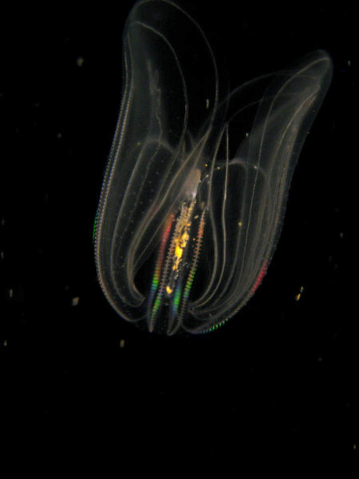 Zonas oceánicas Zonas oceánicas