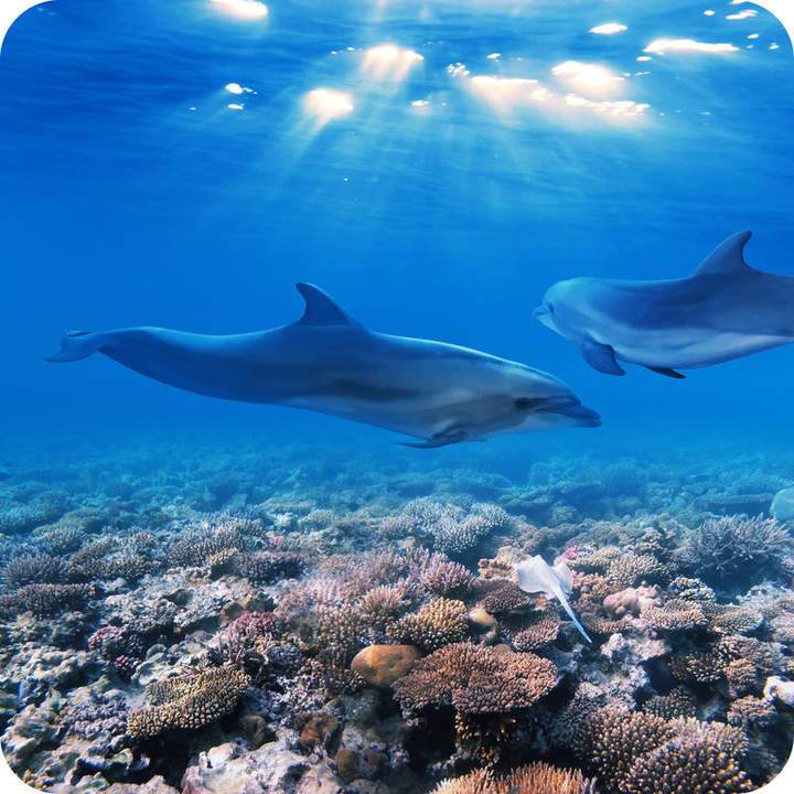 Ecosistemas oceánicos