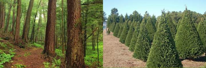 Recursos renovables versus recursos no renovables