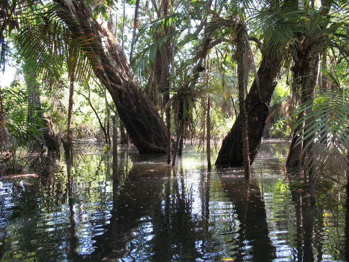 Bosque inundado