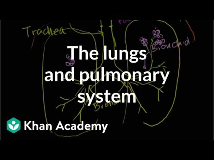 Los pulmones y el sistema pulmonar Los pulmones y el sistema pulmonar
