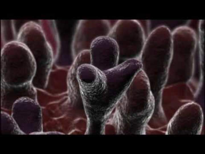 Cómo atacan los virus de la gripe
