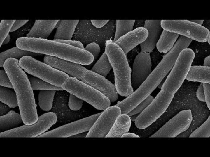 Los microbios intestinales en la vida temprana tienen efecto sobre las emociones adultas Los microbios intestinales en la vida temprana tienen efecto sobre las emociones adultas