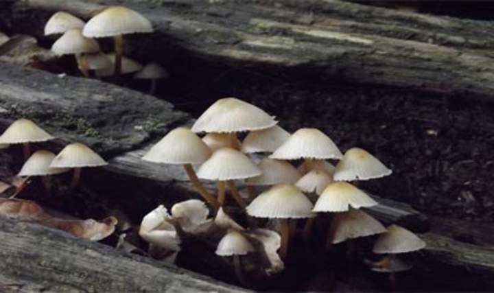 Planet Wild - Hongos Planet Wild - Hongos