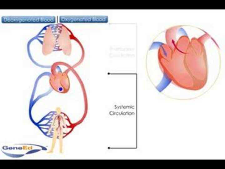 Circulación sistémica y pulmonar Circulación sistémica y pulmonar