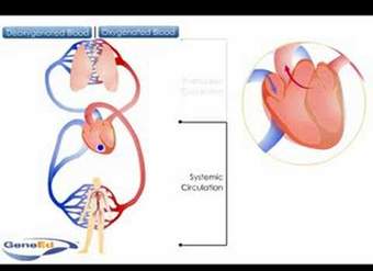 Circulación sistémica y pulmonar