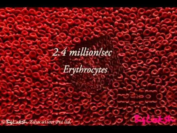 Componentes de la sangre Componentes de la sangre