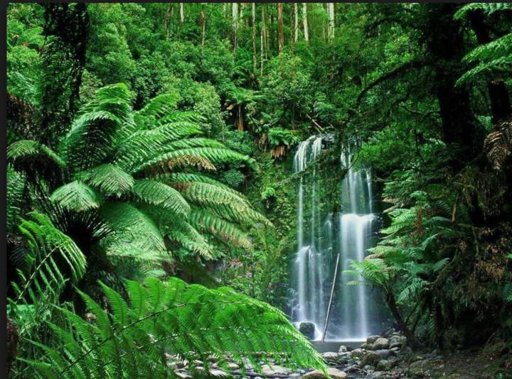 Los biomas tropicales Los biomas tropicales