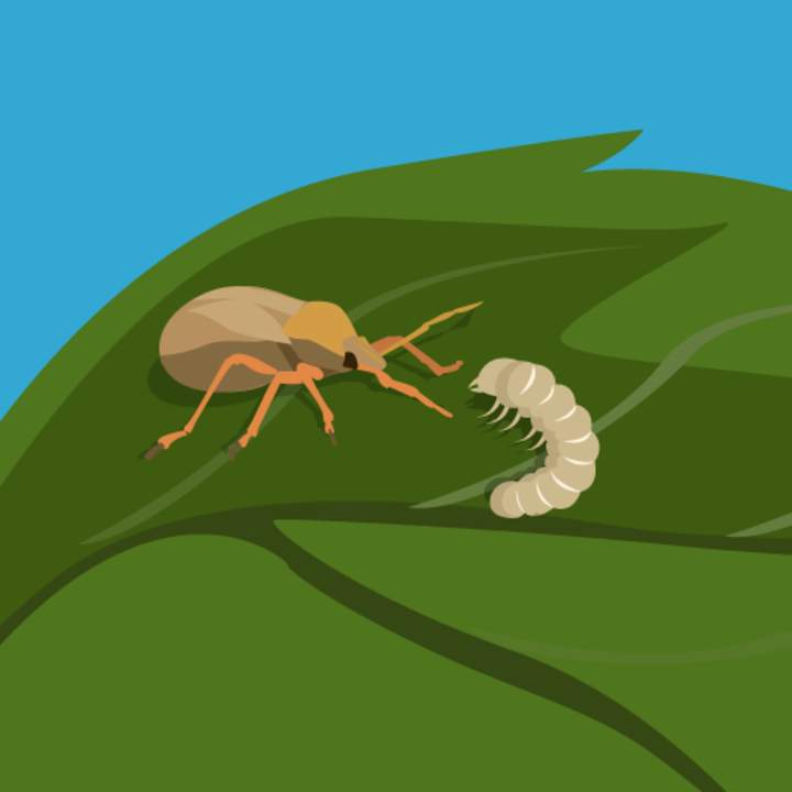 ¡Las larvas son buenas para comer! ¡Las larvas son buenas para comer!