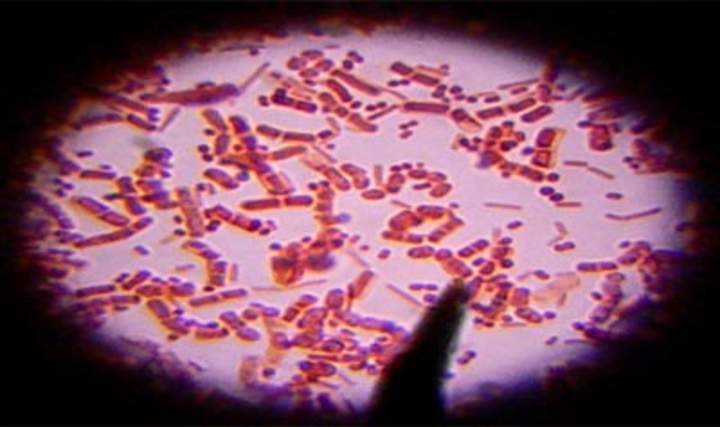 Flora intestinal: un órgano virtual Flora intestinal: un órgano virtual