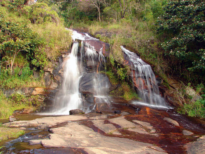 Bosques lluviosos Bosques lluviosos