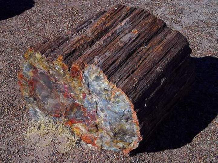 Cómo petrificar un árbol