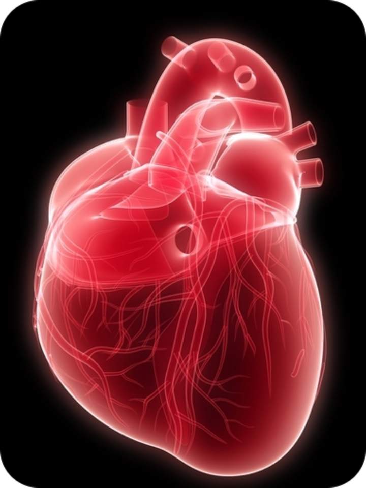 El corazón - Avanzado El corazón - Avanzado
