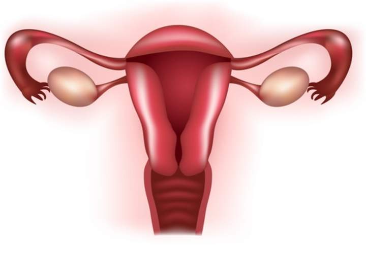 Órganos del sistema reproductor femenino - Avanzado Órganos del sistema reproductor femenino - Avanzado