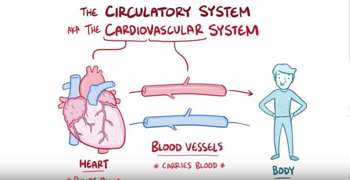 Anatomía y fisiología del sistema circulatorio.