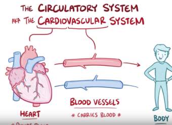 Anatomía y fisiología del sistema circulatorio.