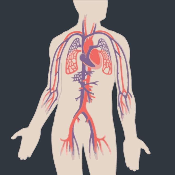 ¿Cómo se mueve la sangre alrededor de nuestros cuerpos?